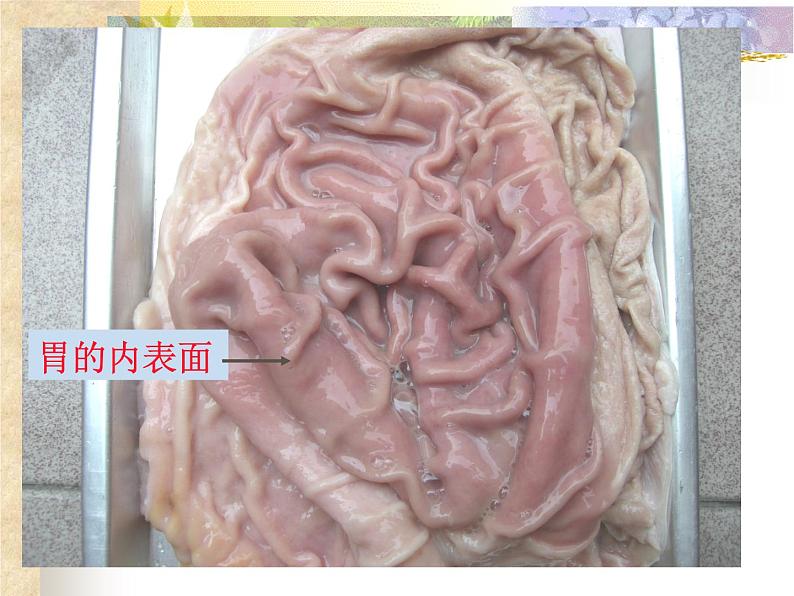 上海版八年级上册生物 1.1.2 器官是由什么构成的(1)器官的概念 课件 (共16张PPT)06