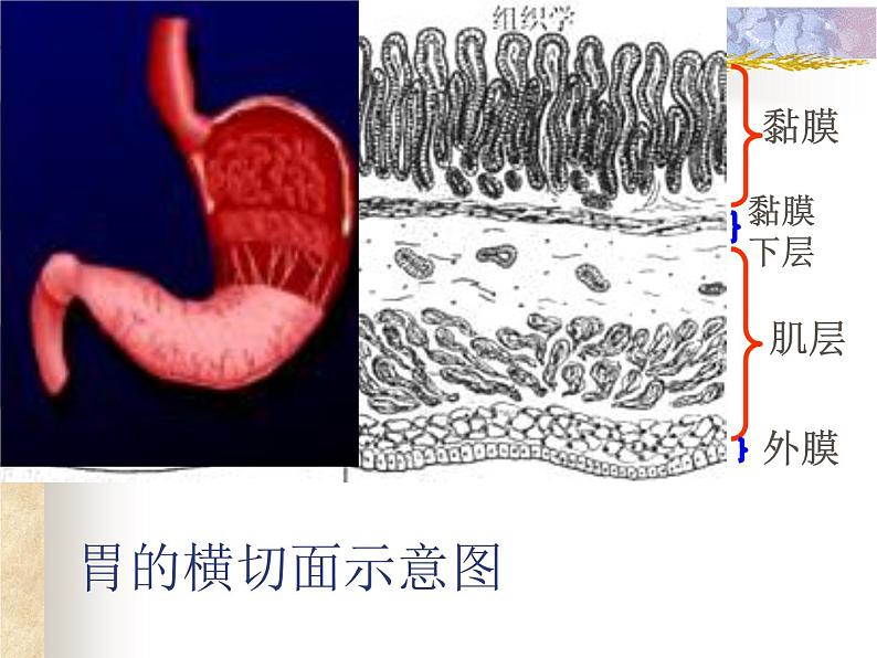 上海版八年级上册生物 1.1.2 器官是由什么构成的(1)器官的概念 课件 (共16张PPT)07