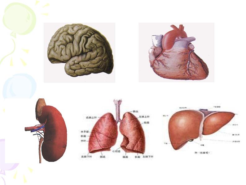 上海版八年级上册生物 1.1.2 器官是由什么构成的(1)器官的概念 课件 (共21张PPT)03
