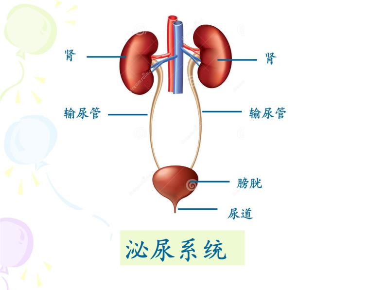上海版八年级上册生物  1.1.2 器官是由什么构成的（1）器官的概念 课件   (共21张PPT)05