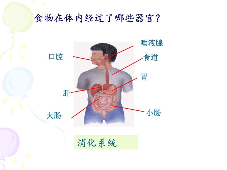 上海版八年级上册生物  1.1.2 器官是由什么构成的（1）器官的概念 课件   (共21张PPT)06