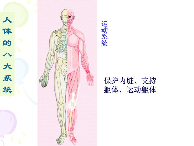 上海版八年级上册生物  1.1.2 器官是由什么构成的（1）器官的概念 课件   (共21张PPT)08