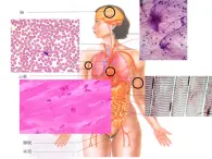 上海版八年级上册生物  1.2.2 人体的内环境 课件   (共17张PPT)