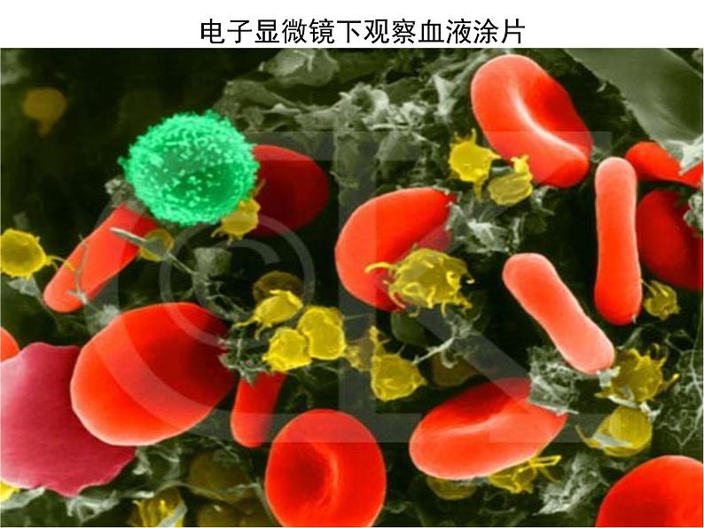 上海版八年级上册生物 1.2.2 人体的内环境 课件 (共20张PPT)03