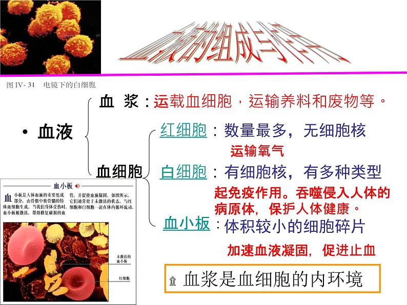 上海版八年级上册生物 1.2.2 人体的内环境 课件 (共20张PPT)07