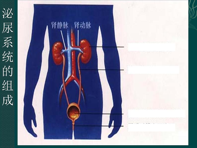 上海版八年级上册生物 1.2.7 泌尿系统是如何维持内环境稳定的 课件 (共20张PPT)03