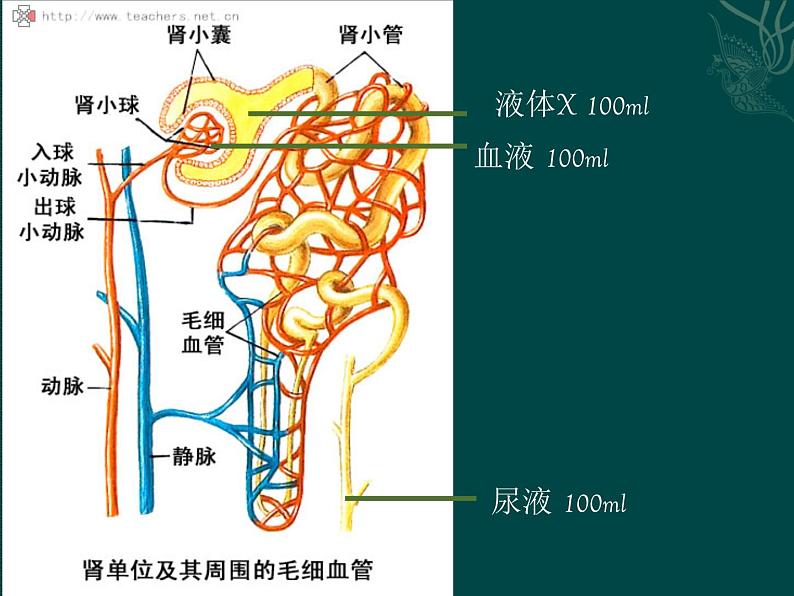 上海版八年级上册生物 1.2.7 泌尿系统是如何维持内环境稳定的 课件 (共20张PPT)08