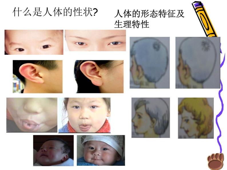 上海版八年级上册生物  2.3.1 人体的性状和遗传现象 课件   (共14张PPT)02