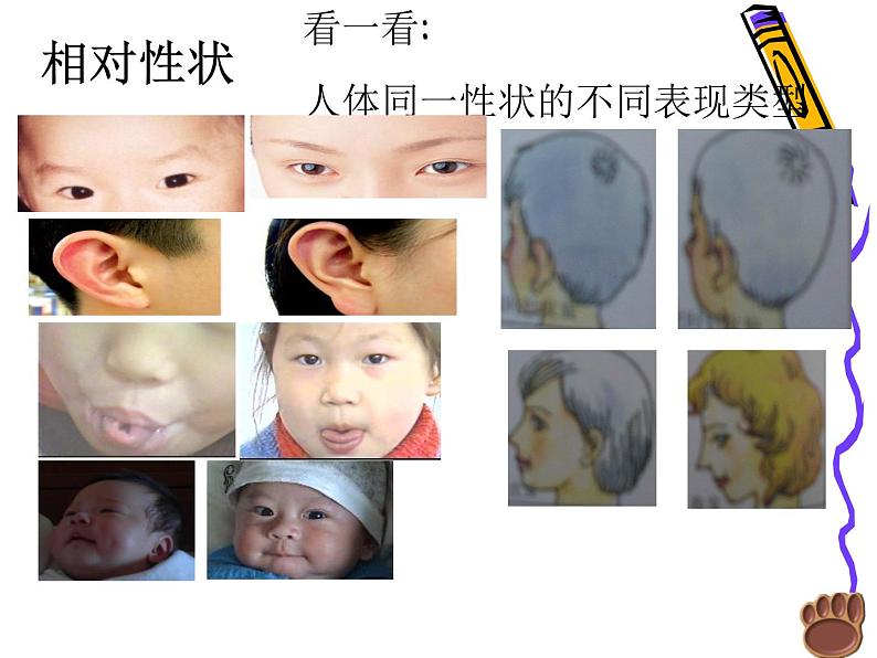 上海版八年级上册生物 2.3.1 人体的性状和遗传现象 课件 (共14张PPT)第5页