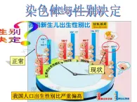 上海版八年级上册生物  2.3.2 染色体与人体性别决定 课件   (共16张PPT)