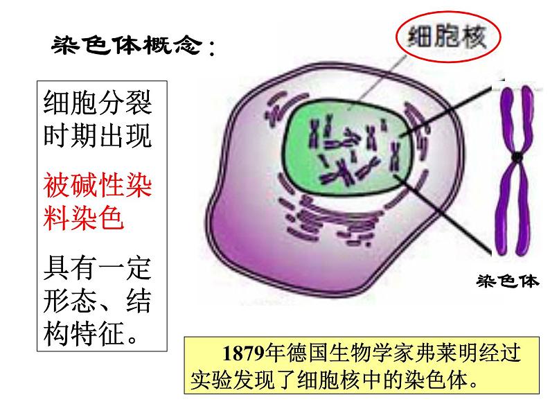 上海版八年级上册生物 2.3.2 染色体与人体性别决定 课件 (共16张PPT)02