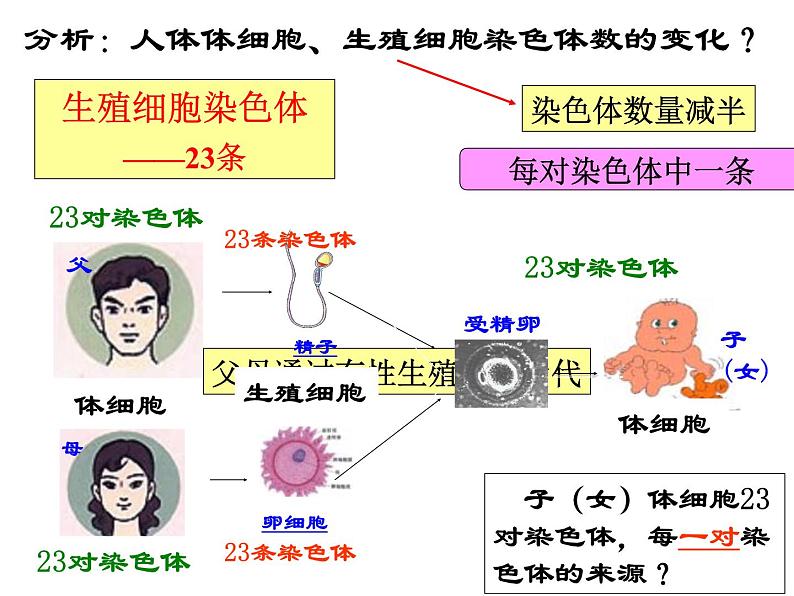 上海版八年级上册生物 2.3.2 染色体与人体性别决定 课件 (共16张PPT)08