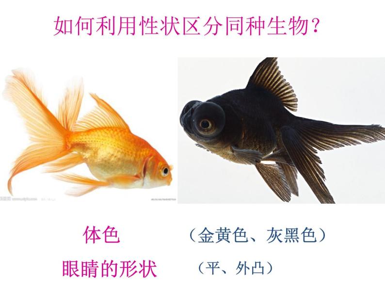上海版八年级上册生物  2.3.1 人体的性状和遗传现象 课件   (共26张PPT)06