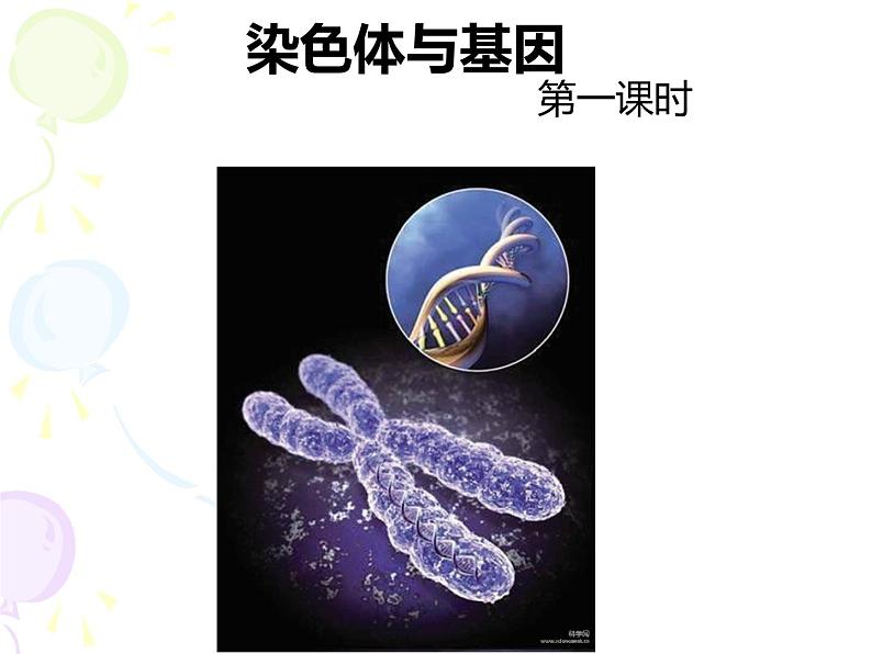 上海版八年级上册生物 2.3.2 染色体与人体性别决定 课件 (共21张PPT)第2页