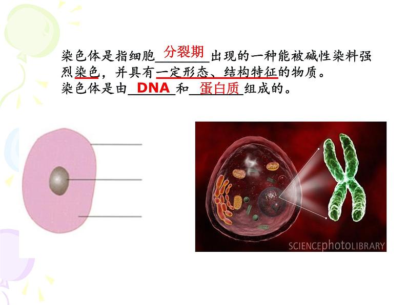 上海版八年级上册生物 2.3.2 染色体与人体性别决定 课件 (共21张PPT)第4页