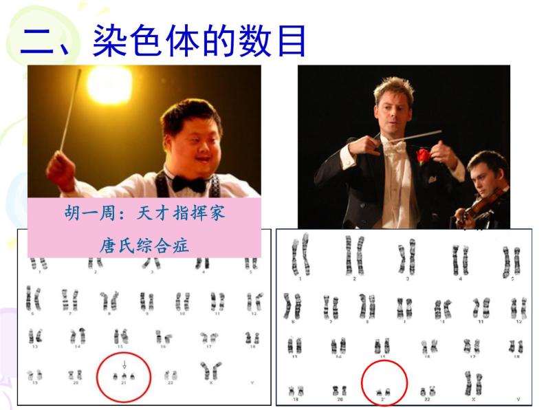 上海版八年级上册生物  2.3.2 染色体与人体性别决定 课件   (共21张PPT)05