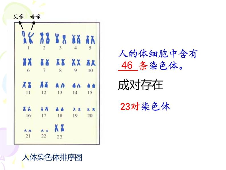 上海版八年级上册生物  2.3.2 染色体与人体性别决定 课件   (共21张PPT)06