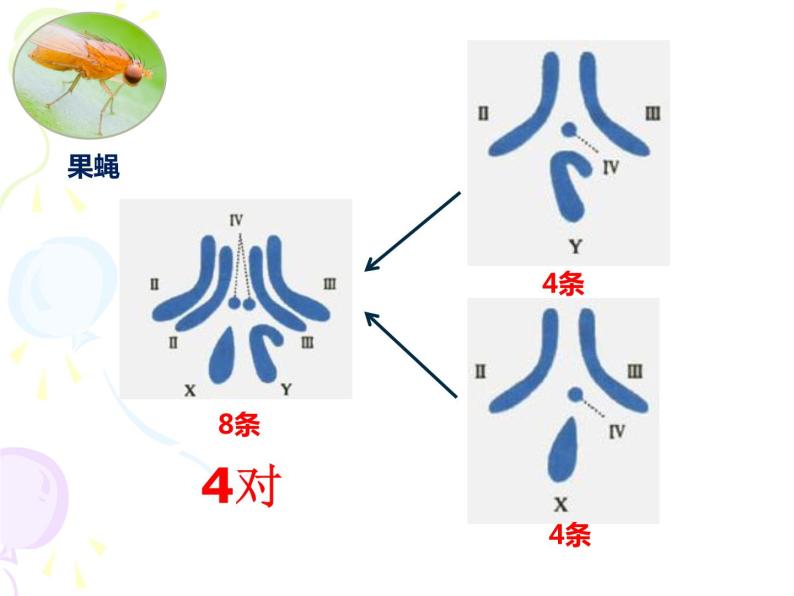 上海版八年级上册生物  2.3.2 染色体与人体性别决定 课件   (共21张PPT)07