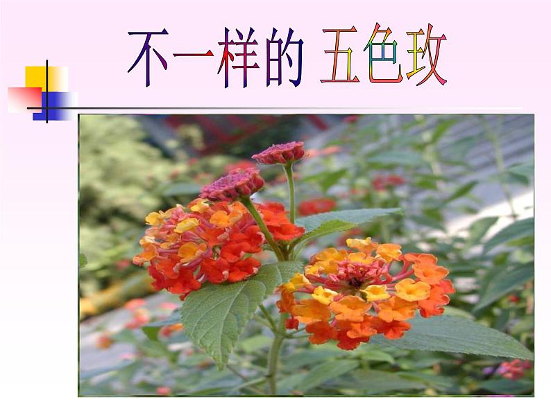 上海版八年级上册生物 2.3.5 生物变异(1) 课件 (共27张PPT)第8页
