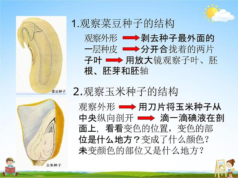 人教版七年级生物上册《3-1-2 种子植物》教学课件PPT初一优秀公开课04