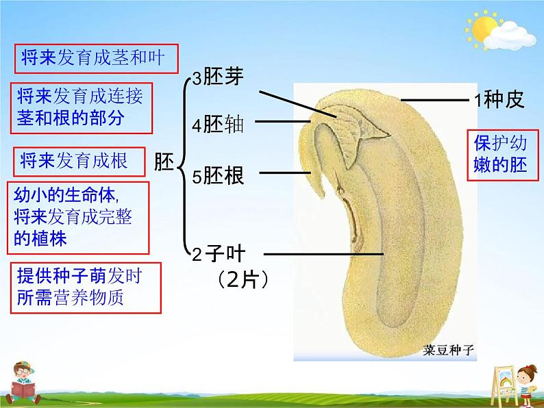 人教版七年级生物上册《3-1-2 种子植物》教学课件PPT初一优秀公开课06