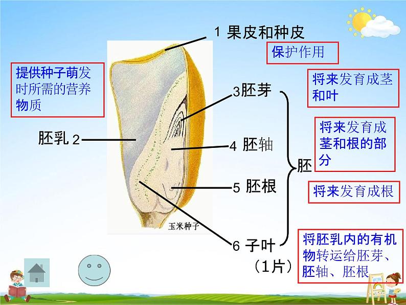人教版七年级生物上册《3-1-2 种子植物》教学课件PPT初一优秀公开课07