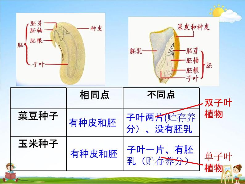 人教版七年级生物上册《3-1-2 种子植物》教学课件PPT初一优秀公开课08