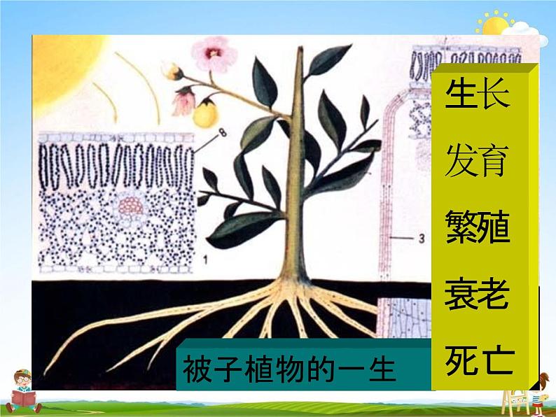 人教版七年级生物上册《3-2-1 种子的萌发》教学课件PPT初一优秀公开课04