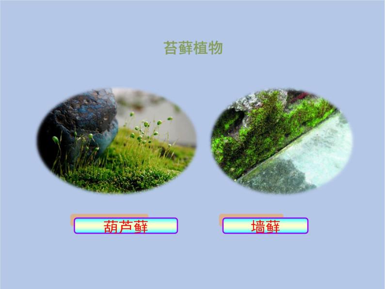 3.1.2《苔藓和蕨类植物》课件05