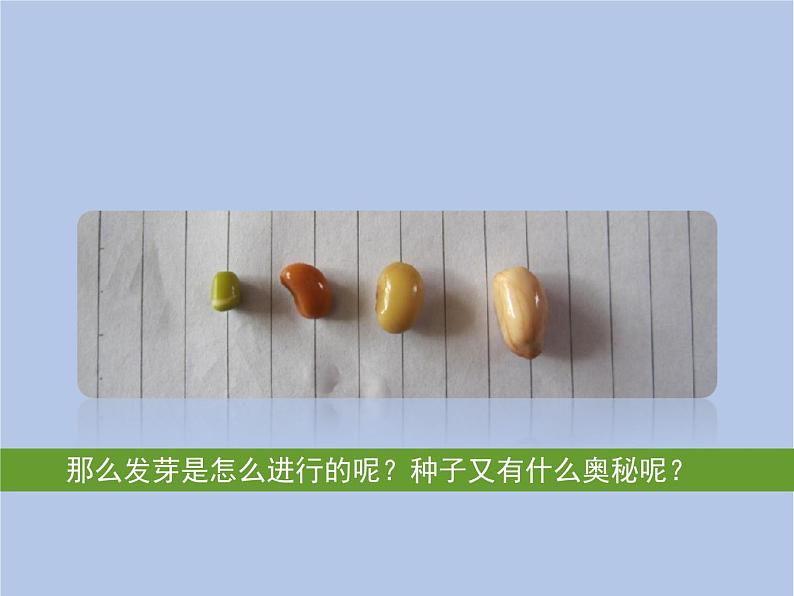 3.2.1《种子的萌发》第一课时课件第4页