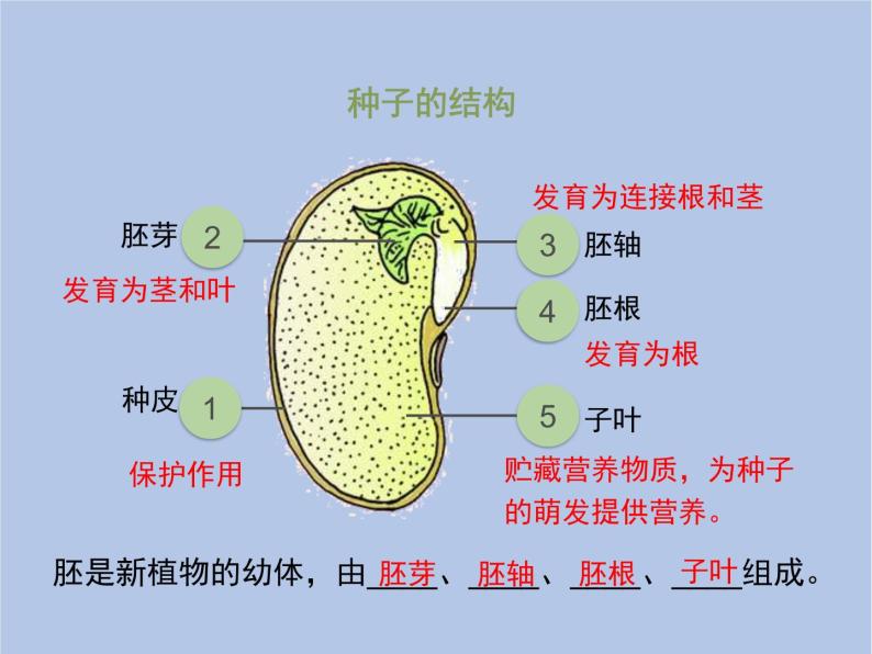 3.2.1《种子的萌发》第一课时课件06