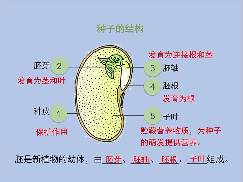 3.2.1《种子的萌发》第一课时课件第6页
