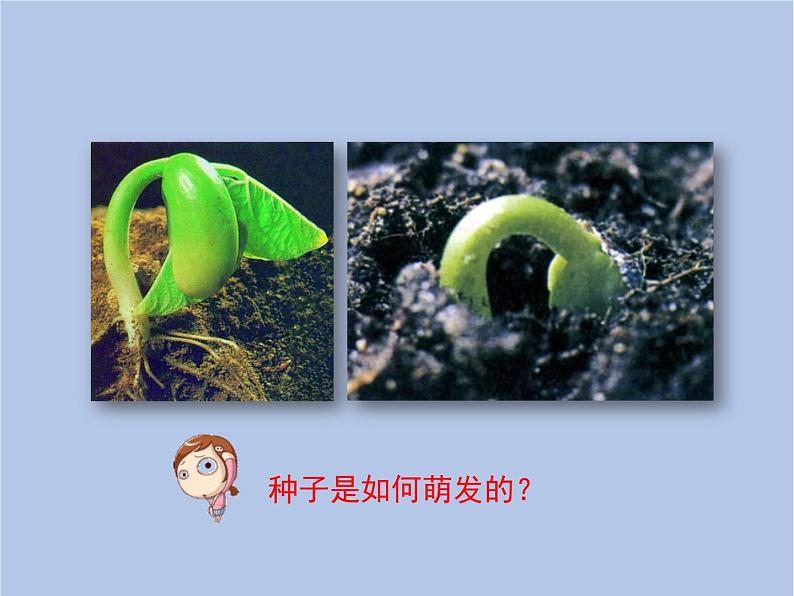 3.2.1《种子的萌发》第一课时课件第8页