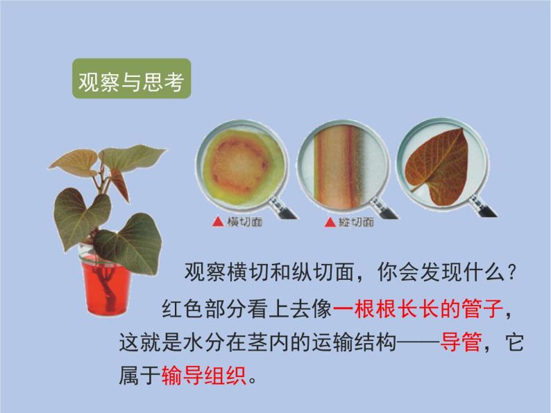 3.3.2《绿色植物与生物圈的水循环》课件08