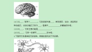 鲁科版 (五四制)七年级下册第二节 神经系统的组成优秀课时作业