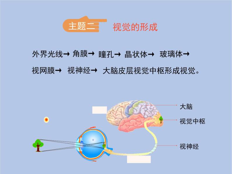 鲁科版（五四制）生物七下 4.6.1《人体对外界环境的感知》第一课时课件207