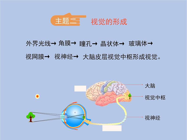 鲁科版(五四制)生物七下 4.6.1《人体对外界环境的感知》第一课时课件207