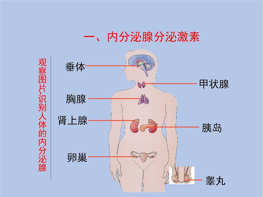 魯科版（五四制）生物七下 4.6.4《激素調(diào)節(jié)》課件1第4頁
