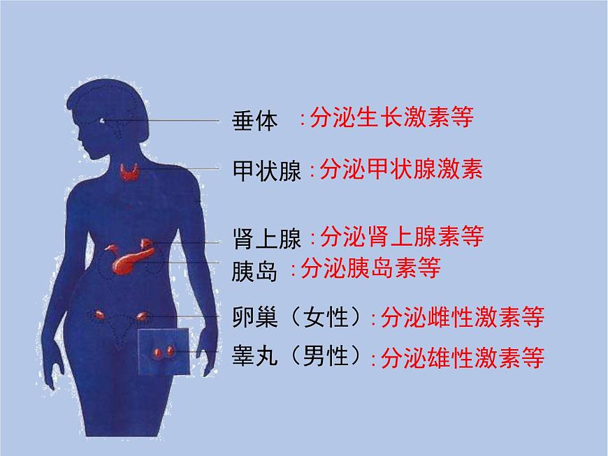 魯科版（五四制）生物七下 4.6.4《激素調(diào)節(jié)》課件1第5頁