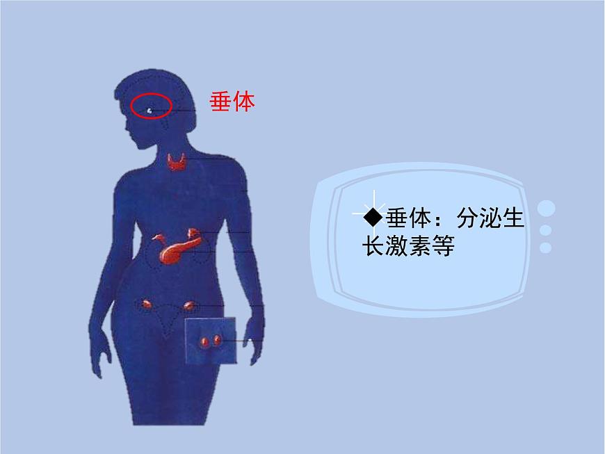 魯科版（五四制）生物七下 4.6.4《激素調(diào)節(jié)》課件1第7頁
