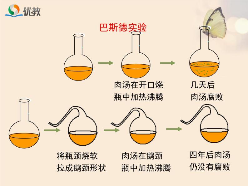 鲁科版（五四制）生物七下 6.1.2《细菌》课件08