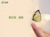 鲁科版（五四制）生物七下 6.2《病毒》课件