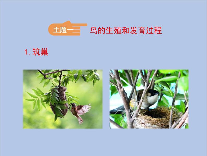 鲁科版(五四制)生物八下 8.1.3《鸟的生殖和发育》课件第4页
