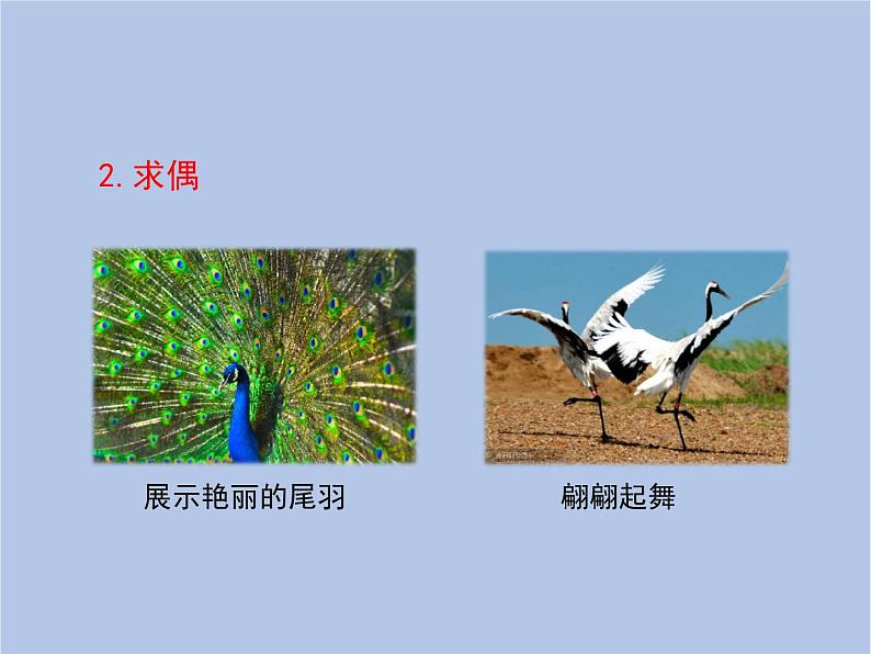 鲁科版(五四制)生物八下 8.1.3《鸟的生殖和发育》课件第5页