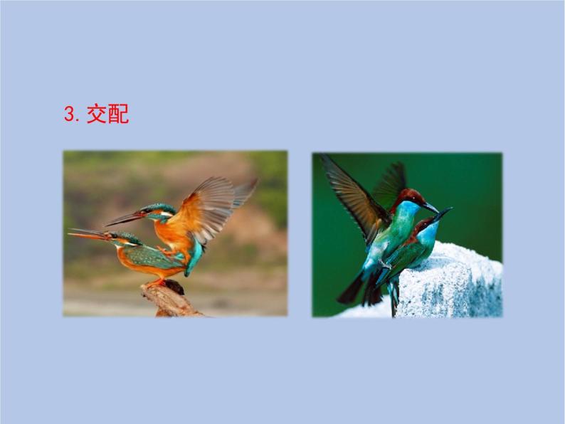 鲁科版（五四制）生物八下 8.1.3《鸟的生殖和发育》课件06