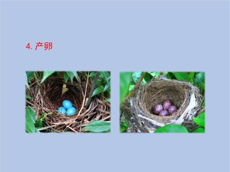 鲁科版（五四制）生物八下 8.1.3《鸟的生殖和发育》课件07