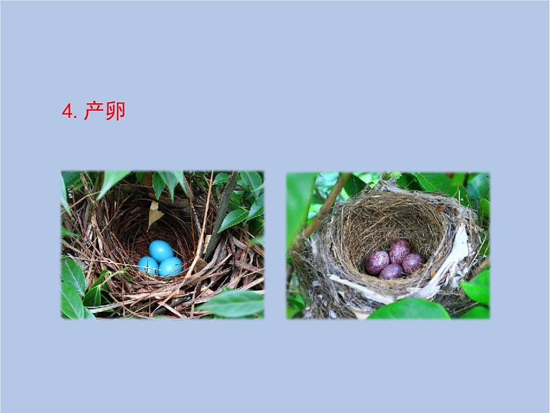 鲁科版(五四制)生物八下 8.1.3《鸟的生殖和发育》课件第7页