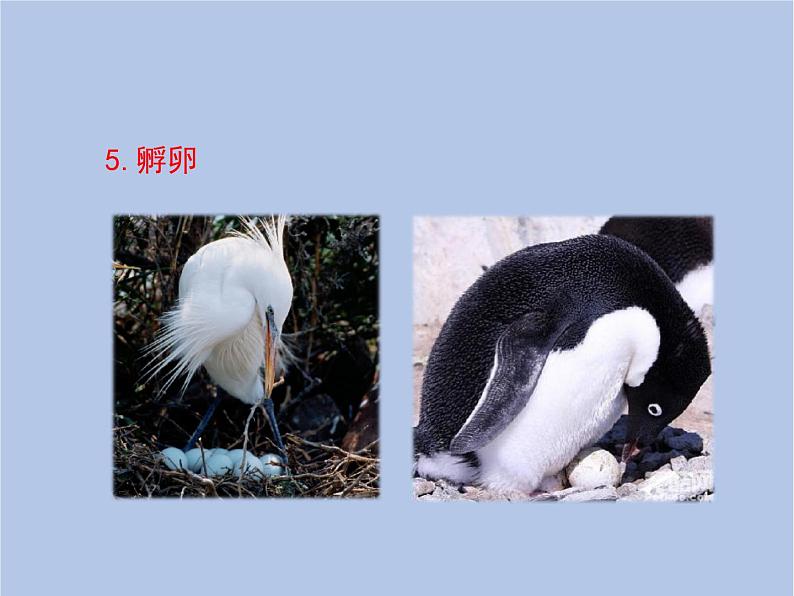 鲁科版(五四制)生物八下 8.1.3《鸟的生殖和发育》课件第8页