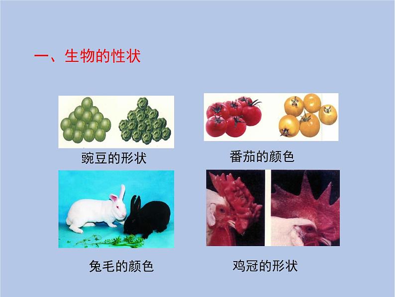 鲁科版(五四制)生物八下 8.2.3《基因控制生物的性状》课件第3页