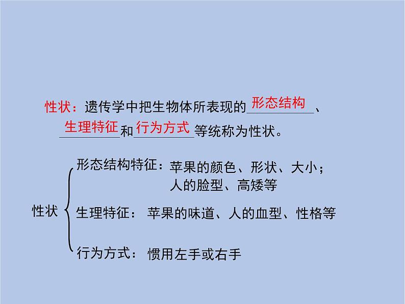 鲁科版(五四制)生物八下 8.2.3《基因控制生物的性状》课件第4页
